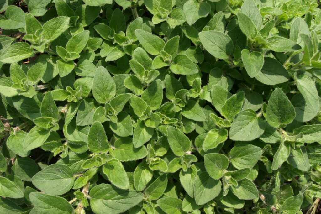 Origano- Olio dell'umiltà