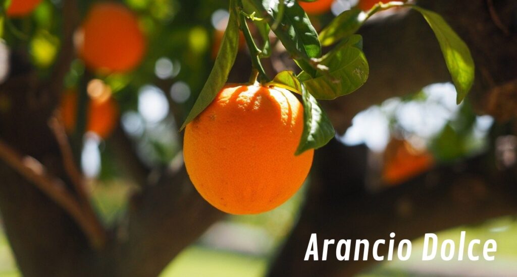 L'Olio Essenziale di Arancio Olio dell'Abbondanza