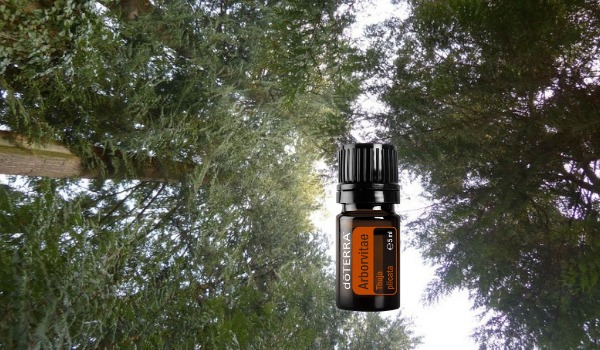Arborvitae - l'Olio della Grazia Divina