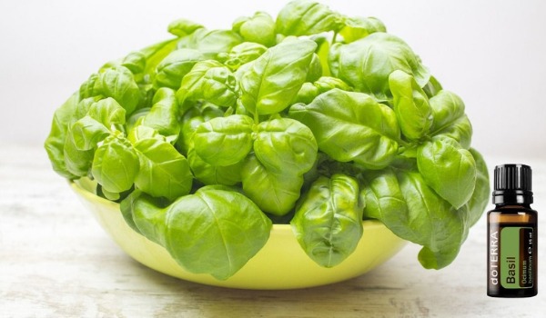 Olio Essenziale di Basilico Olio del Rinnovo