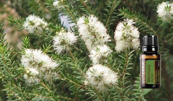 Oli Essenziali Singoli.