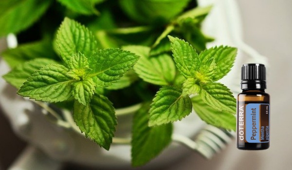 Oli Essenziali Singoli.