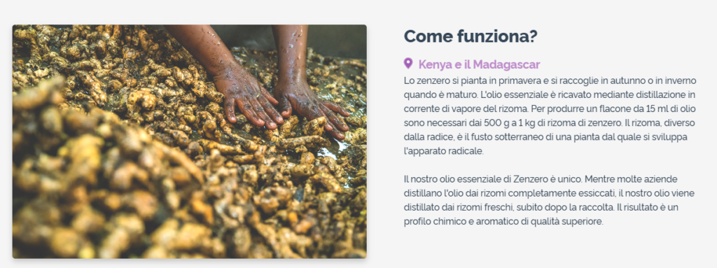 Olio Essenziale di Zenzero