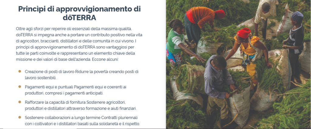 Olio Essenziale di Zenzero